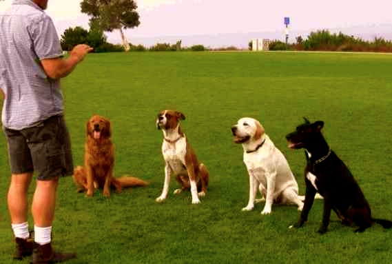 Adiestramiento canino con clicker