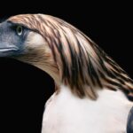 Águila morena o águila filipina (Pithecophaga jefferyi)