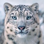 Leopardo de las Nieves (Panthera uncia)