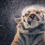 Tigre de Bengala. (Panthera tigris tigris)